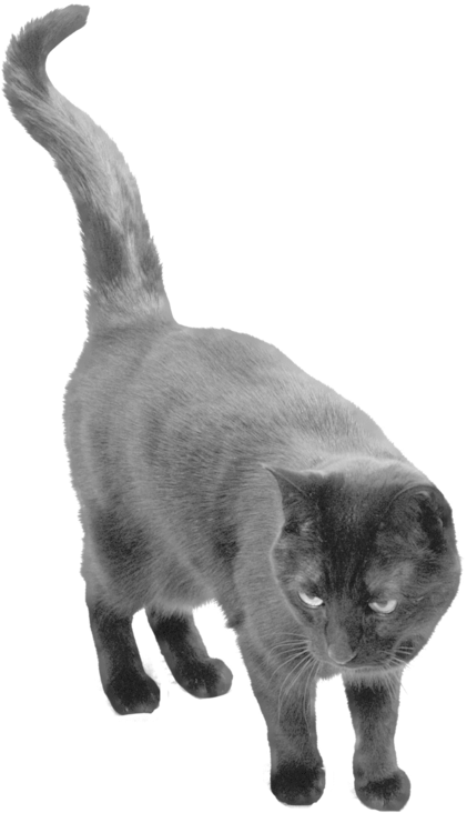 Download Free High-quality - Black Cat Transparent Background (900x840), Png Download