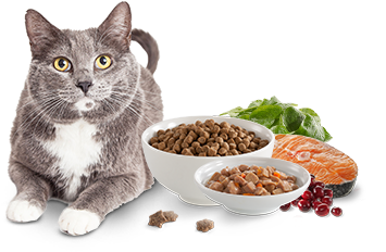 Dog And Cat Png - Cat (435x335), Png Download