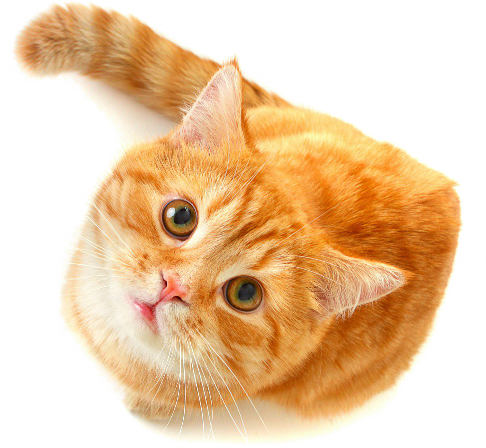 Cute Cat Png Free Download - Orange Cat Png (976x900), Png Download