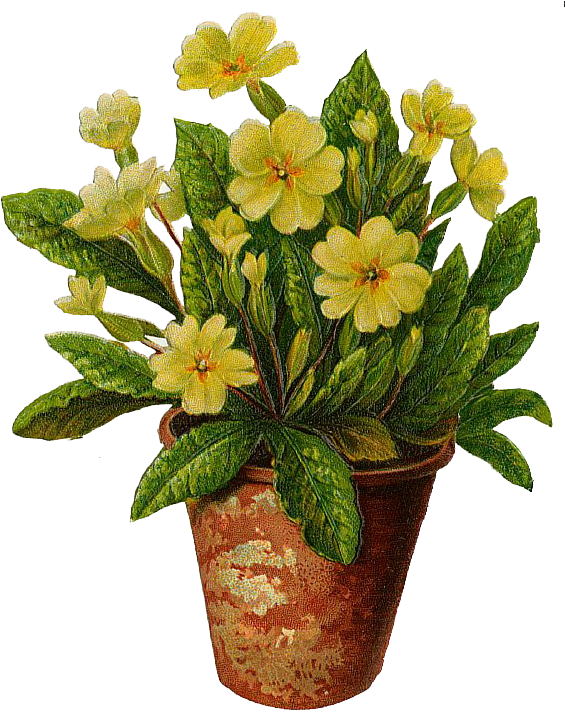 The Flower Pot Flowers Pot Free Download Clip Art Free - Tattoo Of Yellow Primrose (574x729), Png Download