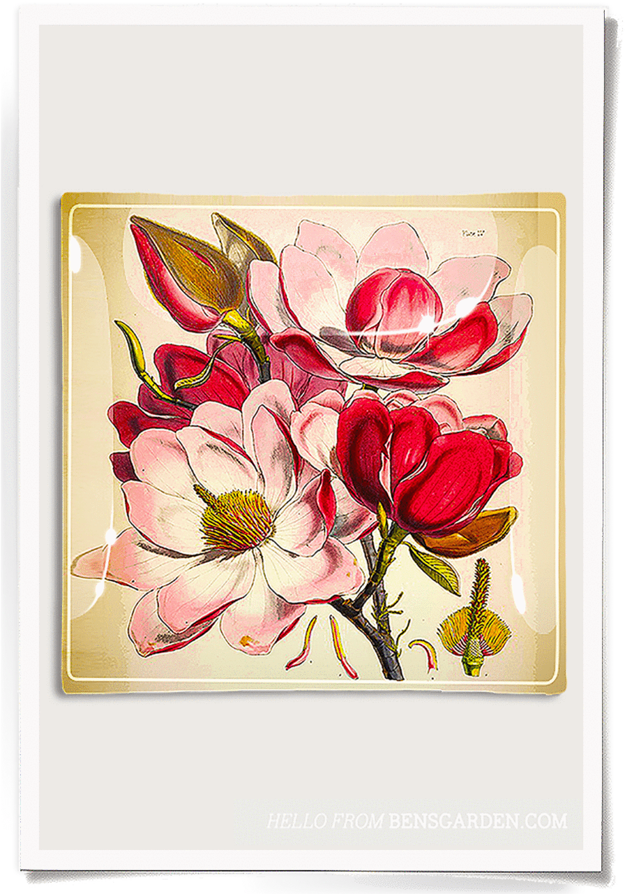 Emilie Pink Magnolia Decoupage Glass Tray - Magnolia Flower Flower Illustration (900x1294), Png Download