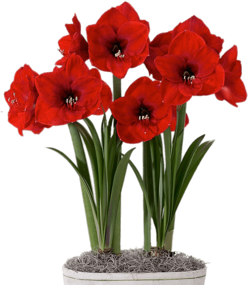 Red Amaryllis In Flower Pot - Bulbos De Amaryllis (1000x1000), Png Download