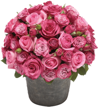 Rose Flower Pot Png - Pot Of Flowers Png (510x540), Png Download