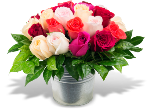 rose flower pot png