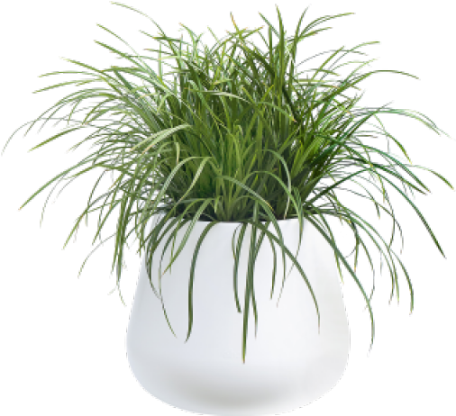Pot Plant Png - White Potted Plant Png (400x400), Png Download
