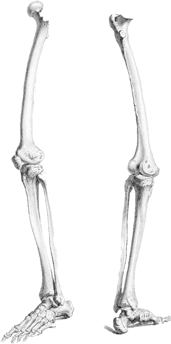 download legs by chaseandlinda on leg bone png png image with no background pngkey com leg bone png png