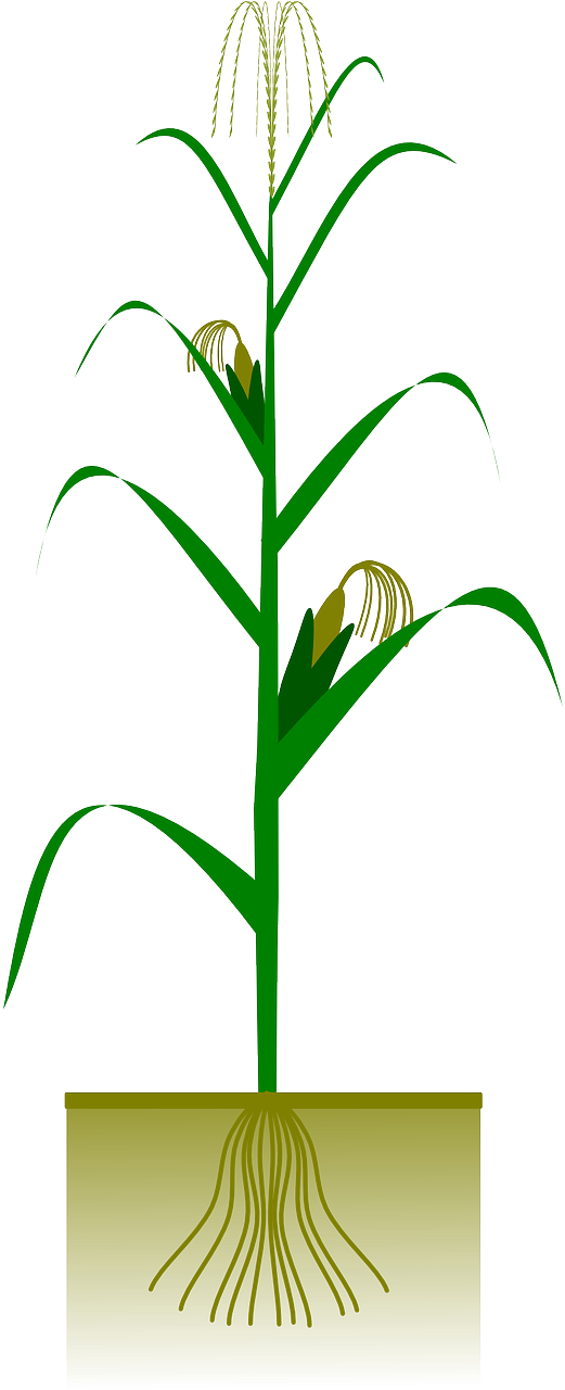 Pin Corn Stalk Clipart - Maize Plant Png (322x800), Png Download