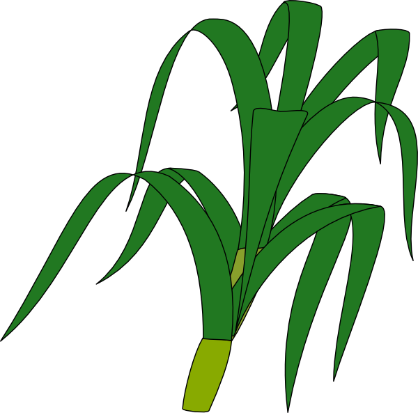 Png Transparent Corn Stalk Clip Art At Clker - Corn Stalk Clipart Png (600x593), Png Download