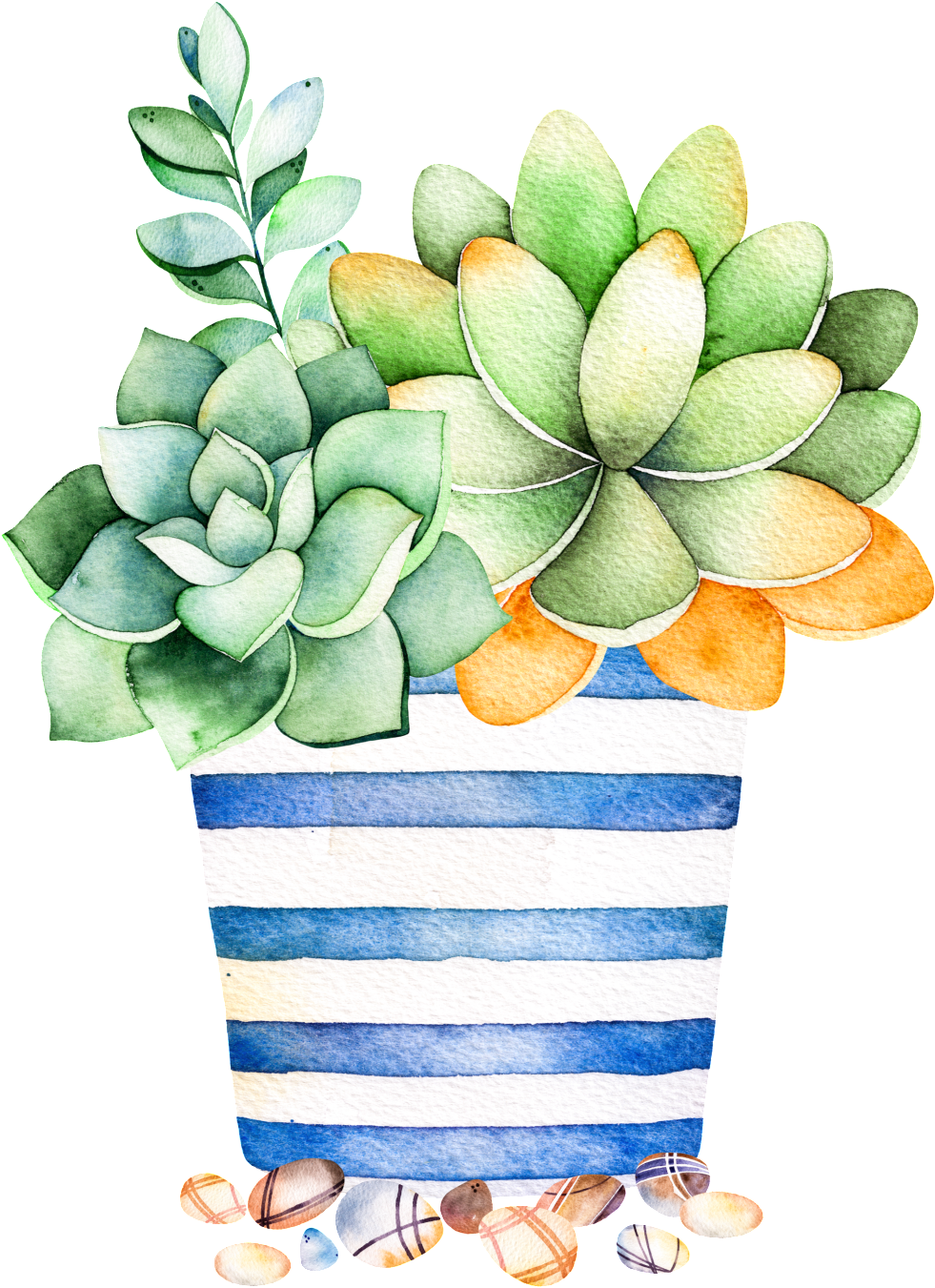 Blue Striped Flower Pot Cartoon Transparent - Succulent Plant Succulent Watercolor (1024x1393), Png Download