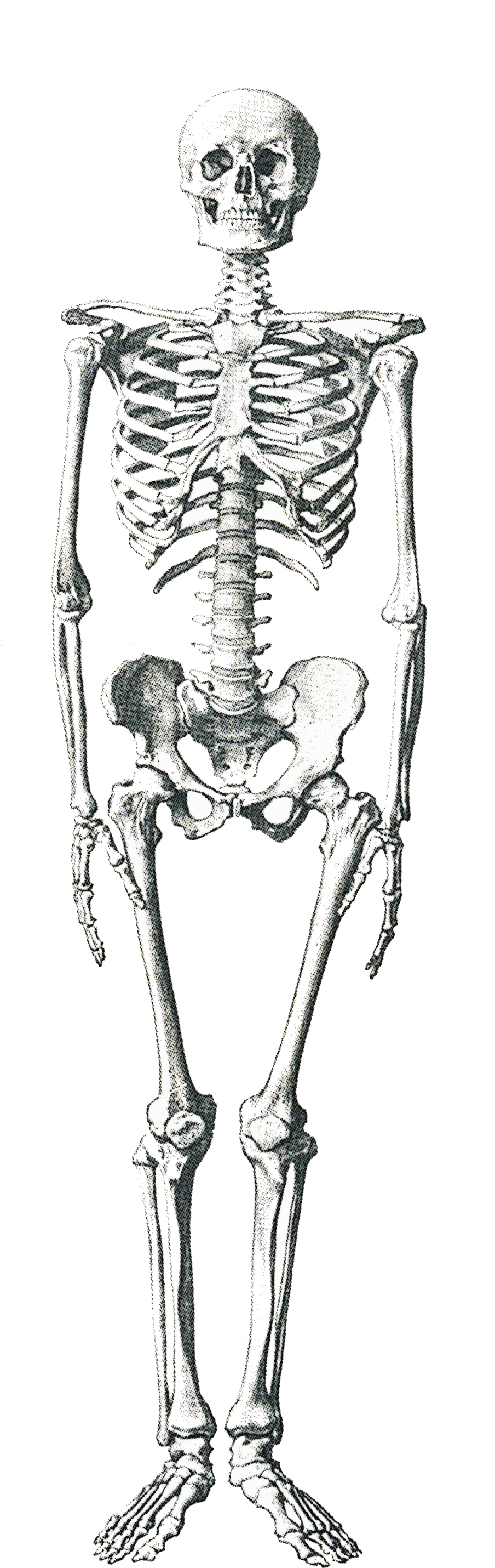 Legs Png - Osteoporosis Black And White (2250x3000), Png Download
