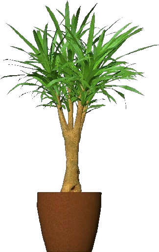 3d Flowers - Cornstalk Dracaena - Mandarino Cinese In Vaso (750x527), Png Download