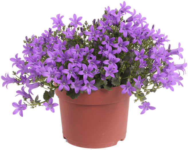 Campanula Iris - Lavender Flower Pot Png (1000x667), Png Download