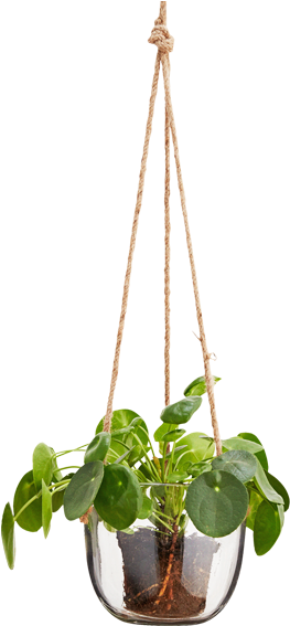 Hanging Glass Plant Pot - Hanging Flower Pots Png (600x600), Png Download