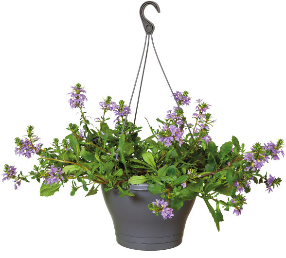 Home > Collection > Corsica Hanging Basket - Hanging Pot Plant Png (750x750), Png Download