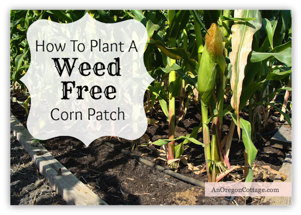 How To Plant Corn-weed Free - Garden (600x429), Png Download