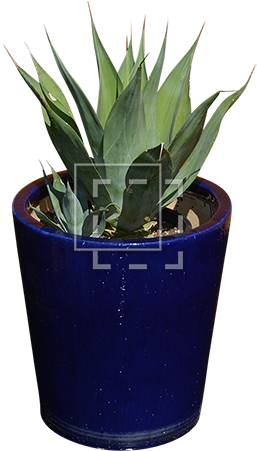 Parent Category - Agave (450x450), Png Download