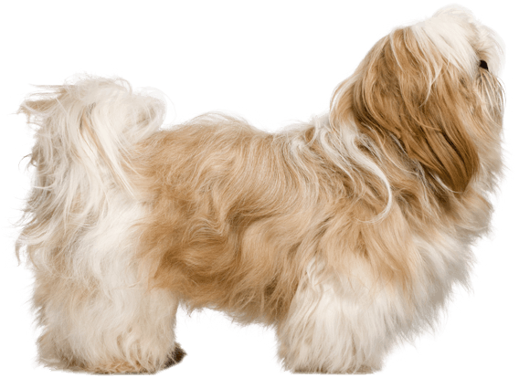 Appearance Of Shih Tzu - Shih Tzu Biggest Size (567x489), Png Download