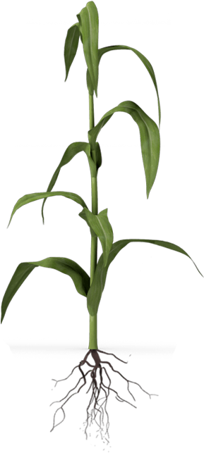 Corn Plant Development - Houseplant (300x750), Png Download