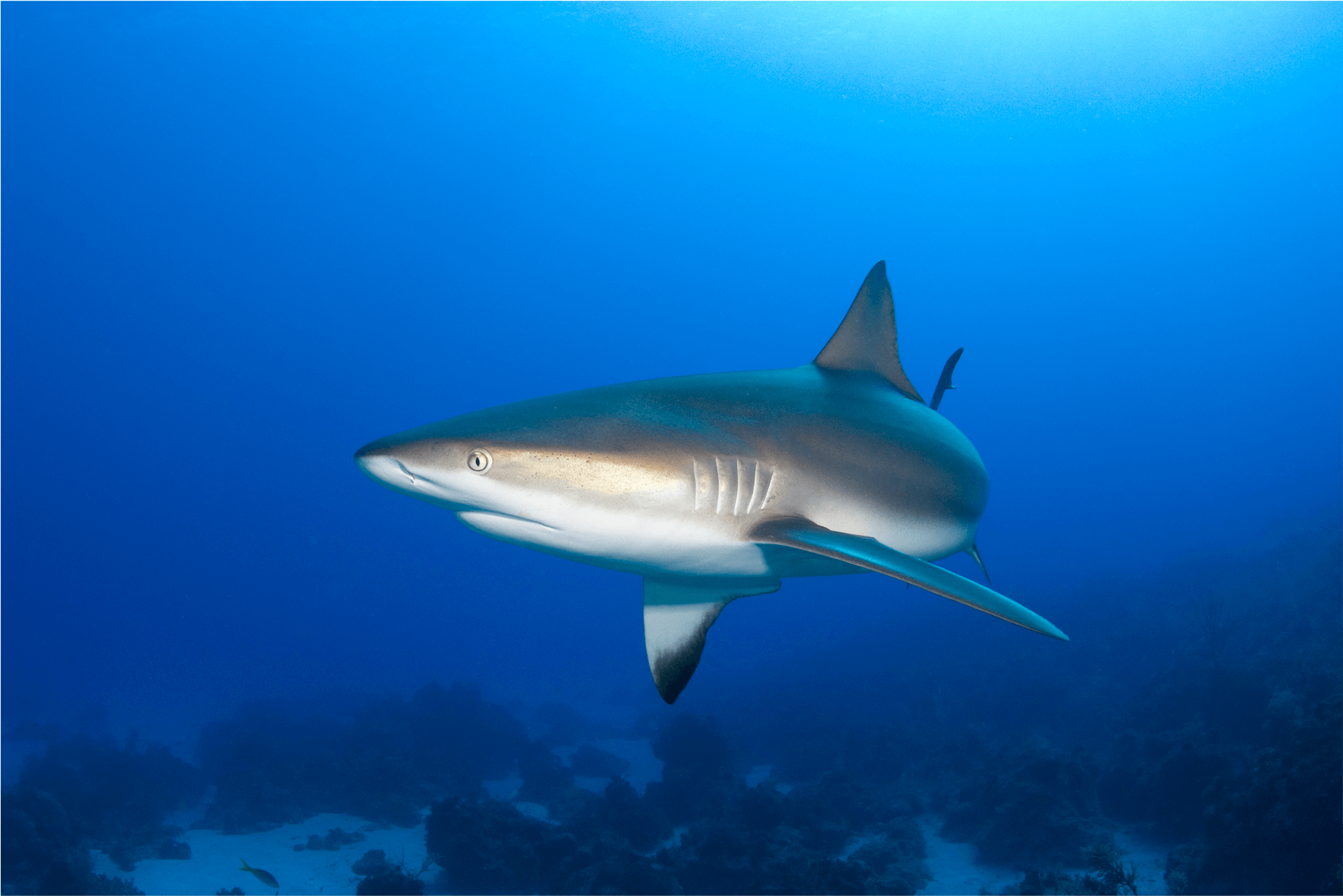 Weird Shark Pictures To Print Poster Species Watercolor - Caribbean Reef Shark (2000x2000), Png Download