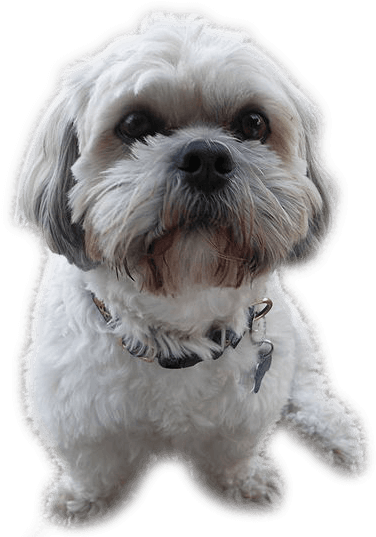 Shih Tzu - Grey And White Small Dog (539x539), Png Download