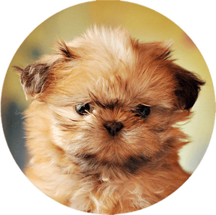 Shih Tzu Pals - San Francisco Bay Area (445x443), Png Download