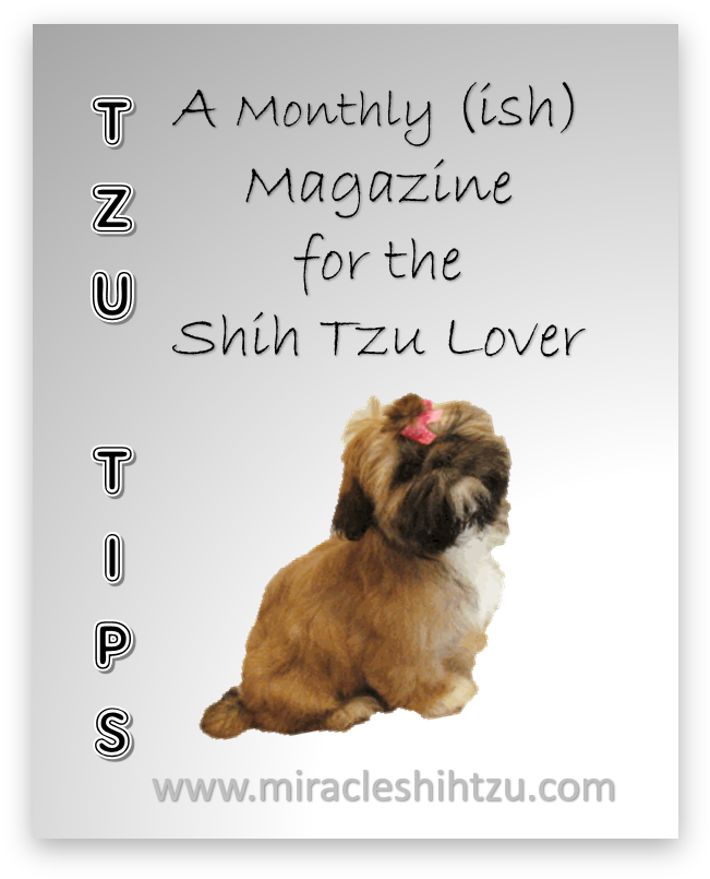 Free Shih Tzu Magazine - Puppy (667x821), Png Download