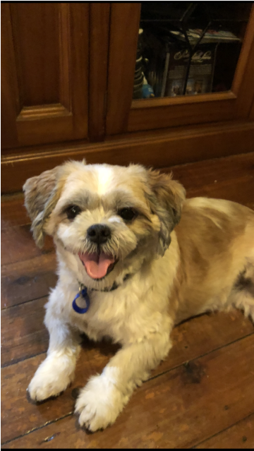 Photo Of Fitzie ~ Shih Tzu X - Pekapoo (638x638), Png Download