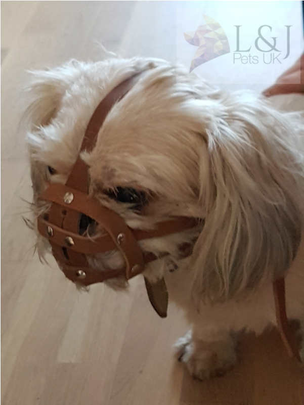 Shih Tzu And Other Flat Face Faced Short Snout Dog's - Flat Face Shih Tzu (800x800), Png Download