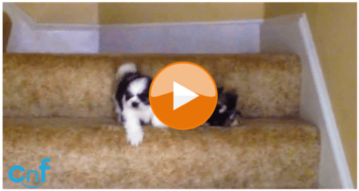 Two Adorable Shih Tzu Puppies Conquer Treacherous Staircase - Puppy (560x315), Png Download