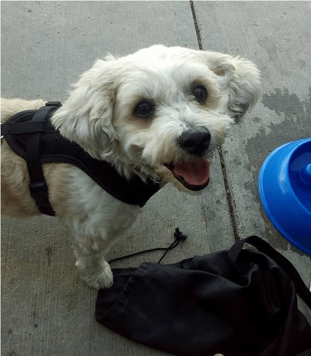 Roxy Is A 9 Year Old Bichon/shih-tzu Mix And Was Surrendered - Schnoodle (800x750), Png Download