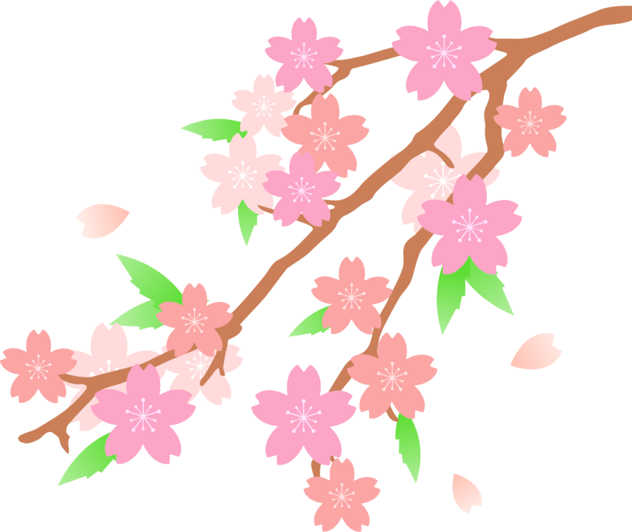 Cherry Blossom Drawing Flower - Cherry Blossom Clipart (892x750), Png Download