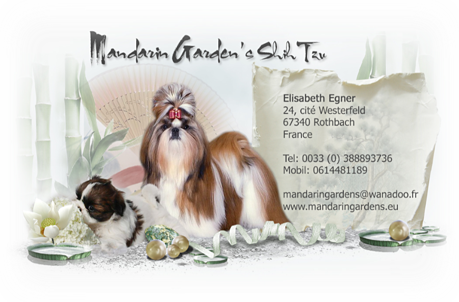 Shih Tzu (900x592), Png Download