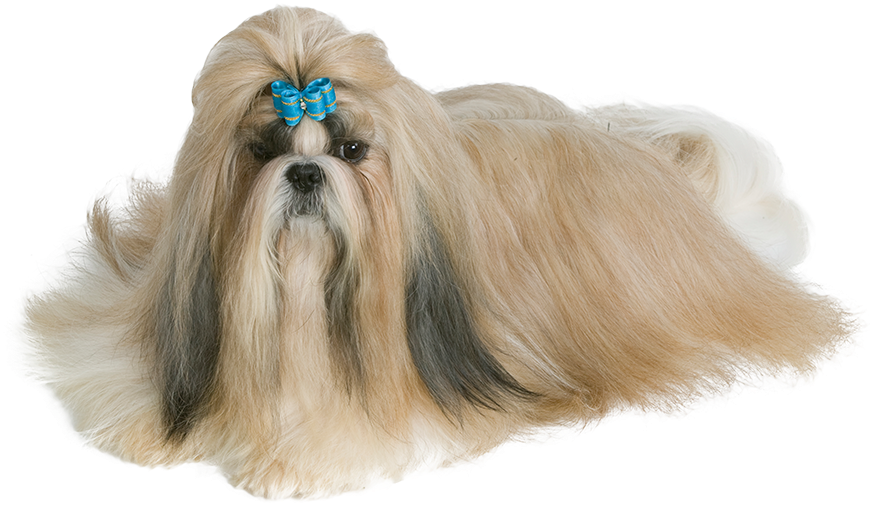 The Shih Tzu Is A Brachycephalic Breed, A Dog With (900x700), Png Download
