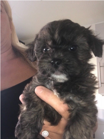 Shih Tzu - Shih-poo (640x480), Png Download