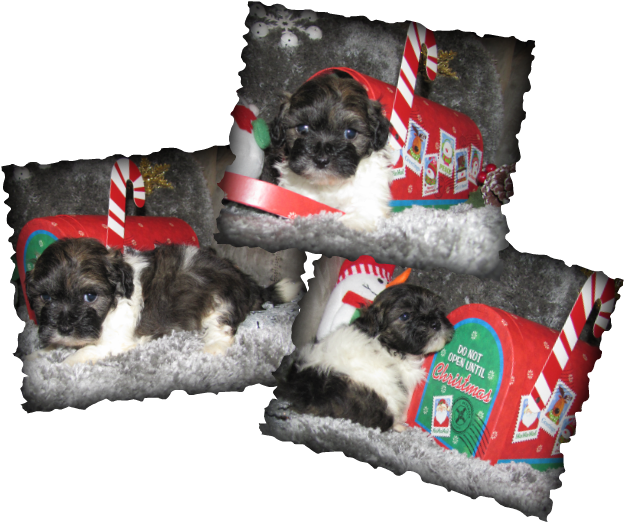 Aphrodite & Apollo's(toy Poodle) Reservation List - Pug (635x528), Png Download
