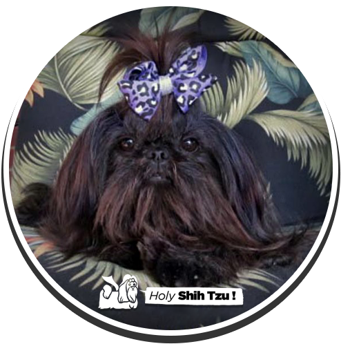 Lil' Nicole - Chinese Imperial Dog (500x500), Png Download