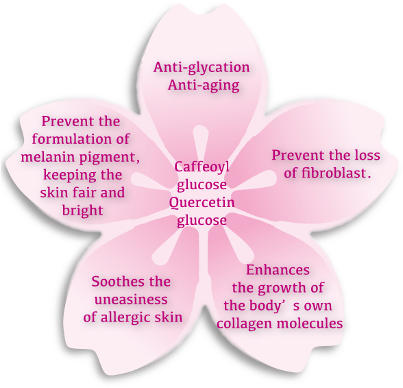 Cherry Blossom Extract - Sakura Extract For Skin (596x598), Png Download