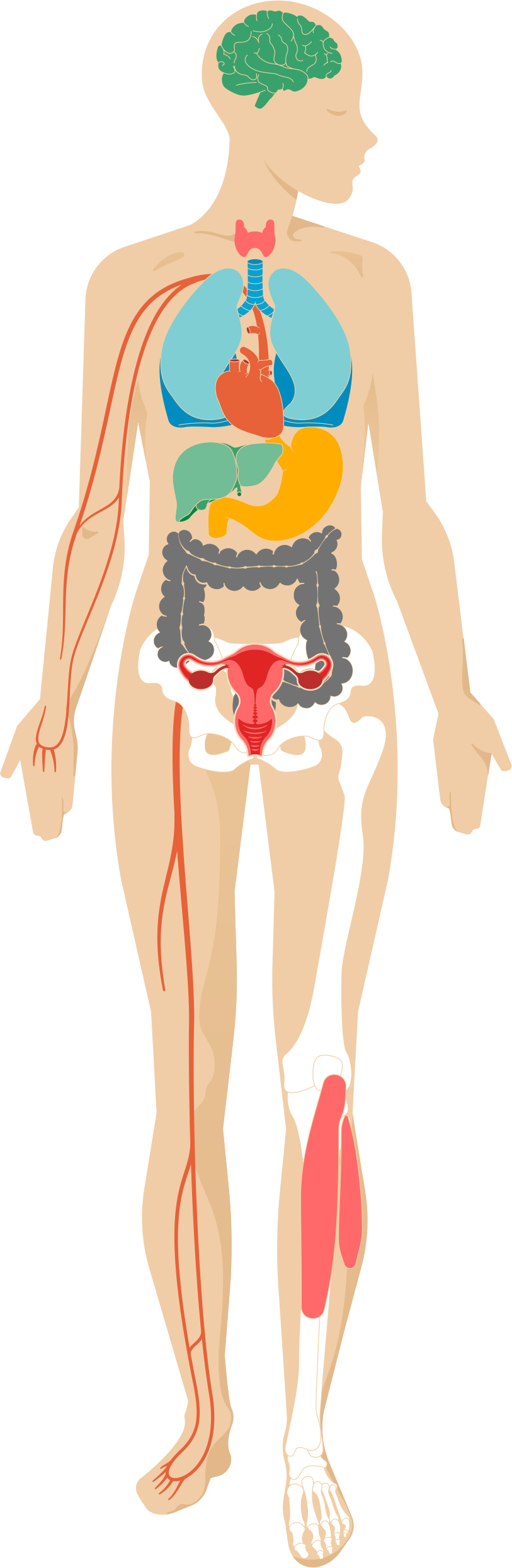 Desktop - Effect Of Stress In Your Body (813x2486), Png Download