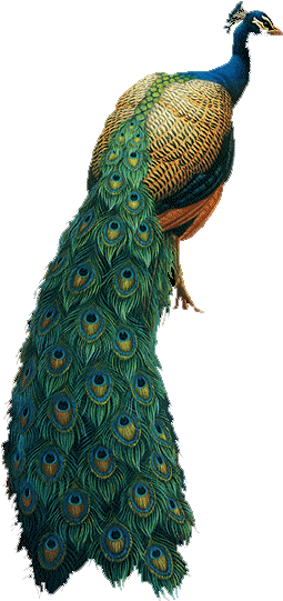 Tavus Kuşu Resimleri Istiyorum (377x616), Png Download