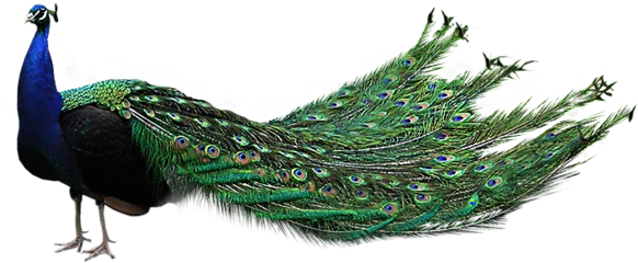 Download - Peacock Images Hd Png (699x370), Png Download
