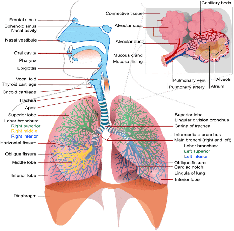 Effects Tobacco Respiratory System - Respiratory Complications Of Cystic Fibrosis (900x900), Png Download