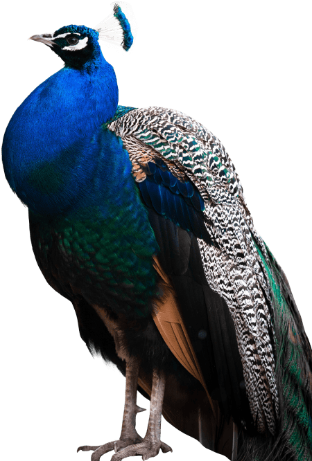 Free Png Peacock Png Images Transparent - Peacock Images Hd Png (480x681), Png Download