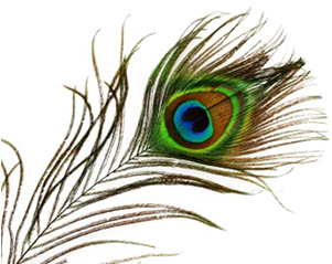 Free Icons Png - Feather Of Peacock Png (378x381), Png Download