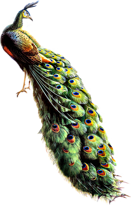 Free Icons Png - Hd Image Peacock Png (446x699), Png Download