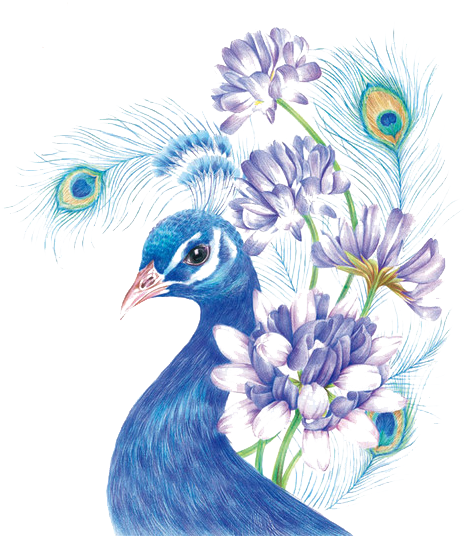 photo Birds Drawing Images Download coloured pencil drawing birds png image