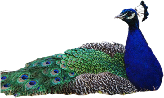 Download - Peacock Transparent Background (600x400), Png Download