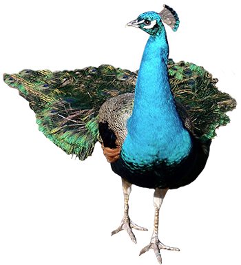 Front Peacock Png (356x413), Png Download