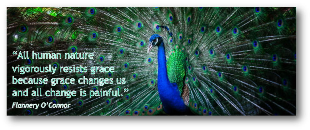 Peacock (1000x421), Png Download