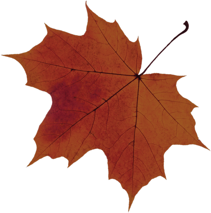 Leaf-2 33 - Sugar Maple Tree Leaf Png (1000x916), Png Download