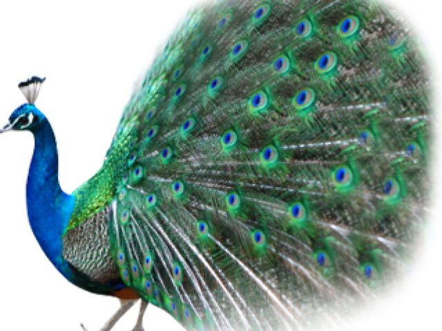 Peacock Png Transparent Images - Peafowl (640x480), Png Download
